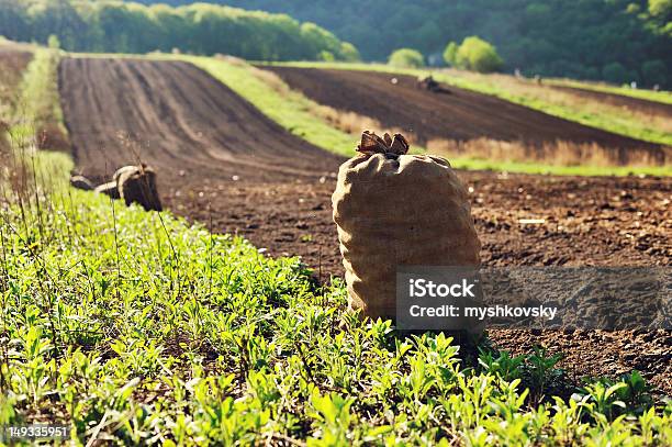 Saco De Batatas No Campo - Fotografias de stock e mais imagens de Agricultura - Agricultura, Amarelo, Ao Ar Livre