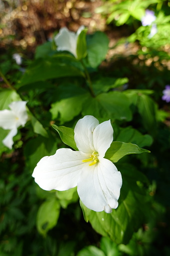 Trillium grandiflorum is a perennial that grows from a short rhizome and produces a single, showy white flower atop a whorl of three leaves.