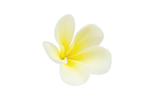 istock Closeup Plumeria white color on white background for spa relax 1493362528