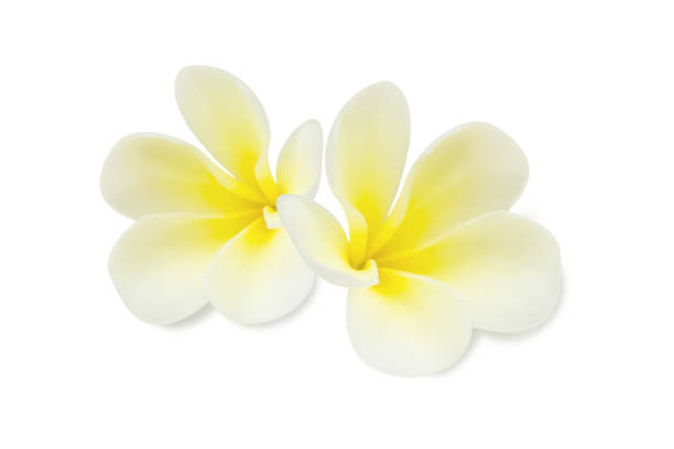 istock Closeup Plumeria white color on white background for spa relax 1493362539