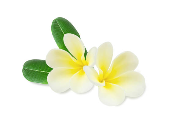 istock Closeup Plumeria white color on white background for spa relax 1493362541