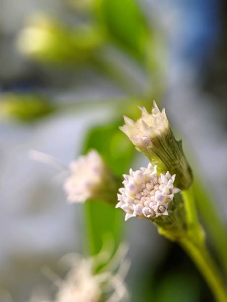 istock Closeup photo of flowers 1493368242