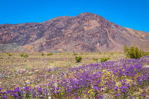 Beautiful wildflowers along the roadside in Death Valley National Park, located in eastern California.
