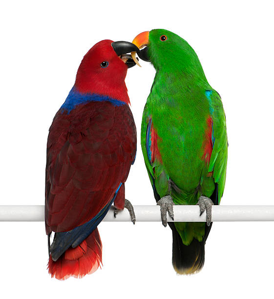 istock Male and Female Eclectus Parrots 149336961