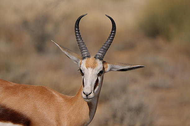 istock Springbok in the Etosha National Park 149337059