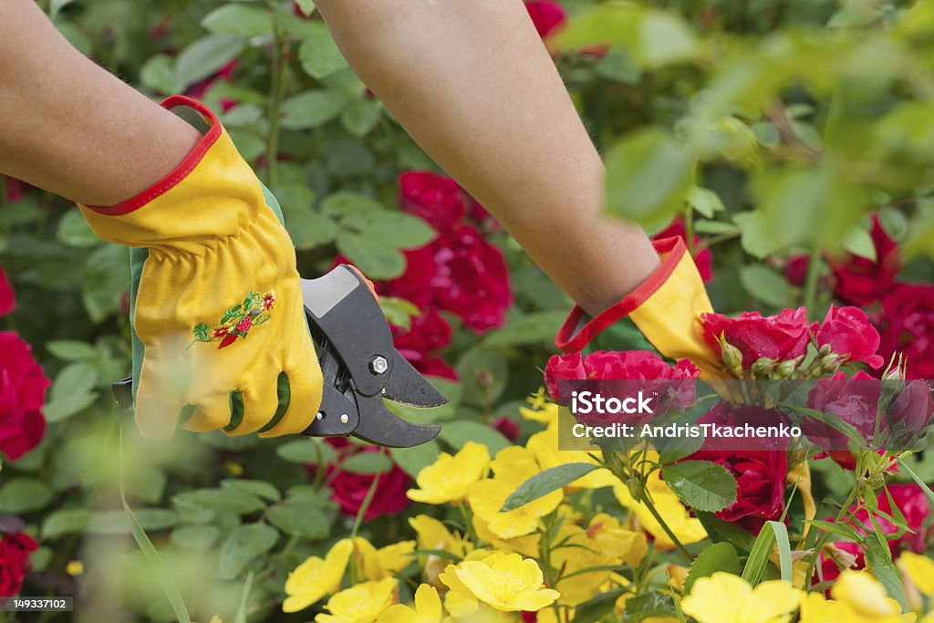 Садовник создает rose - Стоковые фото Сельское хозяйство роялти-фри