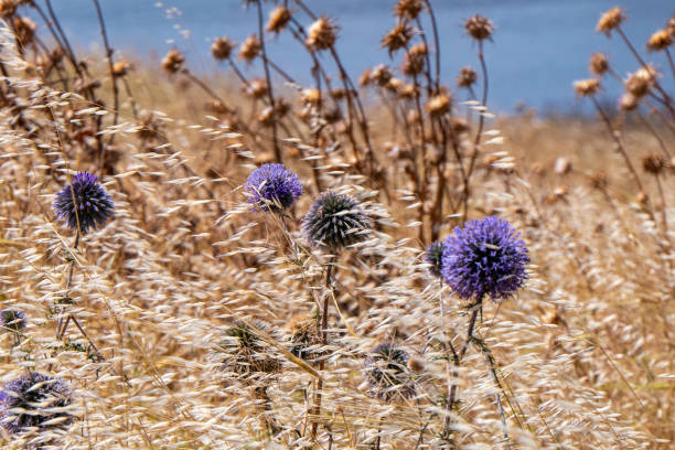 fleur violette d’echinops bannaticus chardon globe bleu un membre de la famille des tournesols. focalisation sélective. - azurite photos et images de collection