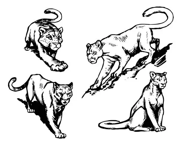 Vector illustration of Cougar Line Drawings