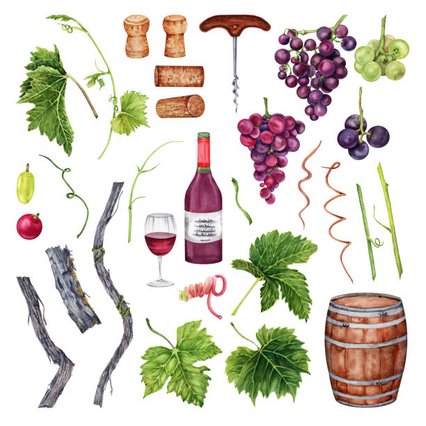 포도 세트, 와인 잔, 병, 코르크 마개, 배럴, 포도 잎. 흰색 배경에 손으로 그린 수채화 그림. 레스토랑 메뉴와 와인 시음 디자인에 적합합니다. - red grape stock illustrations