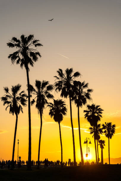 The silhouettes of palm trees at sunset stock photo