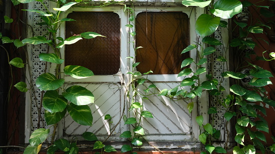 abandoned vintage window with growing vines plant