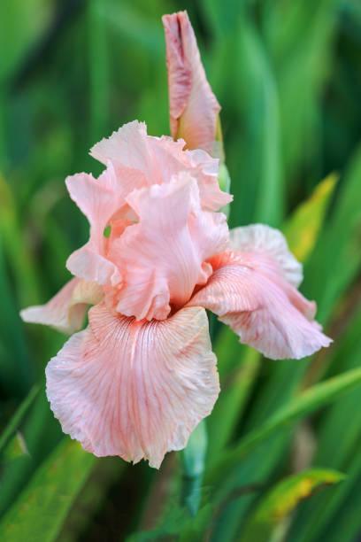 istock Iris flower 