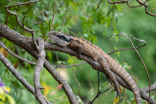 A photo of an Australian Water Dragon which is lying on a tree branch.