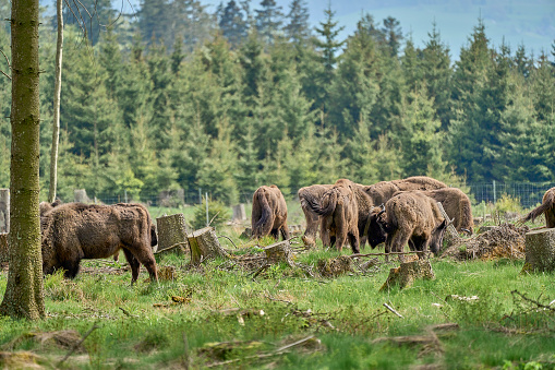wild living European wood Bison, also Wisent or Bison Bonasus, is a large land mammal and was almost extinct in Europe, but now reintroduced to the Roothaarsteig mountains in Sauerland Germany and roaming free through the forest.