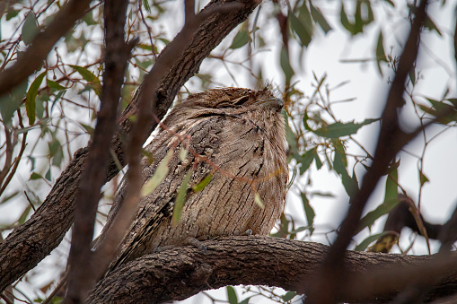 Tawny Frogmouth owl perched in a tree branch