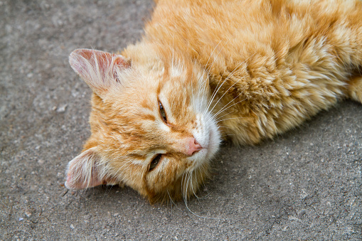 Ginger cat sleeps on the asphalt. Close-up portrait of a red cat.