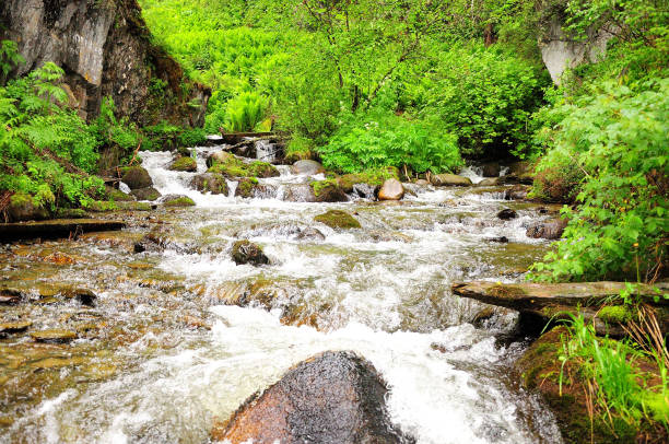 istock The rapid flow of a stormy river, bending around the stones, flows down from the mountains through the morning summer forest after rain. 1493386471