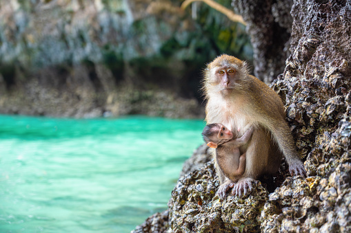 Monkey and its baby at Monkey Beach, Koh Phi Phi Island - Thailand, Asia