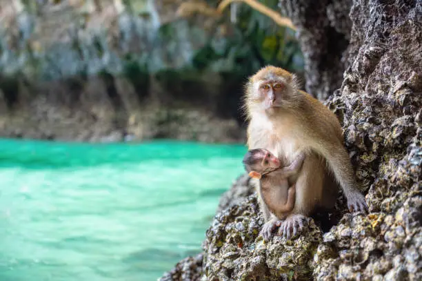Photo of Monkey and its baby at Monkey Beach, Koh Phi Phi Island - Thailand, Asia