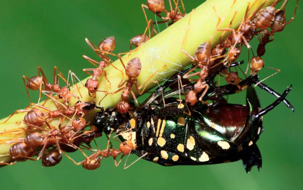 istock Ants help carrying bug to nest - animal behavior. 1493386641
