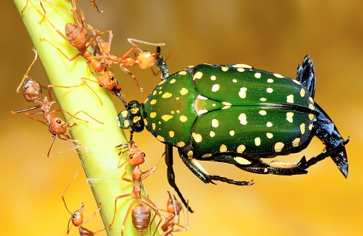 Ants help carrying bug to nest - animal behavior.