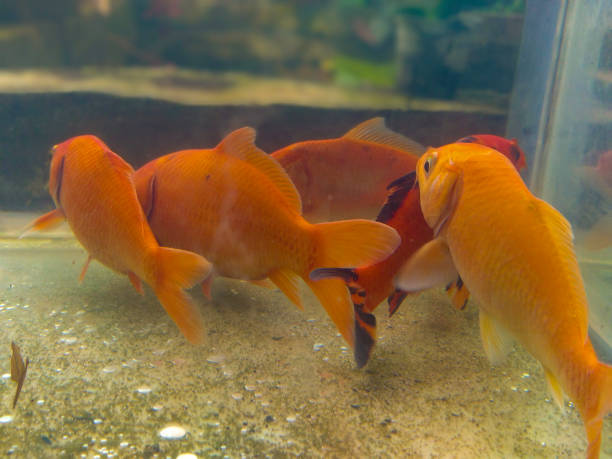 istock A group of goldfish in an aquarium 1493387493
