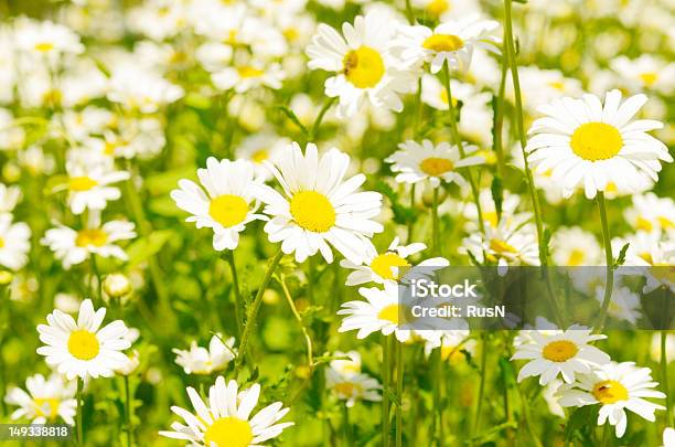 Camomiles - Fotografias de stock e mais imagens de Acidente Natural - Acidente Natural, Amarelo, Ao Ar Livre