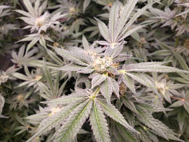 istock Cannabis plants growing indoor 1493388956