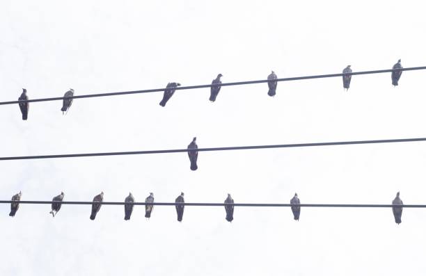 istock Birds on wires - animal behavior. 1493390880