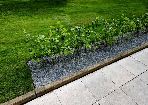 hornbeam green hedge in spring lush leaves let in light trunks and larger branches can be seen natural separation of the garden from the surroundings can withstand drought