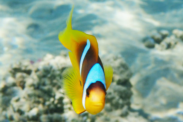 istock cmall clown fish in the Red sea 1493391145