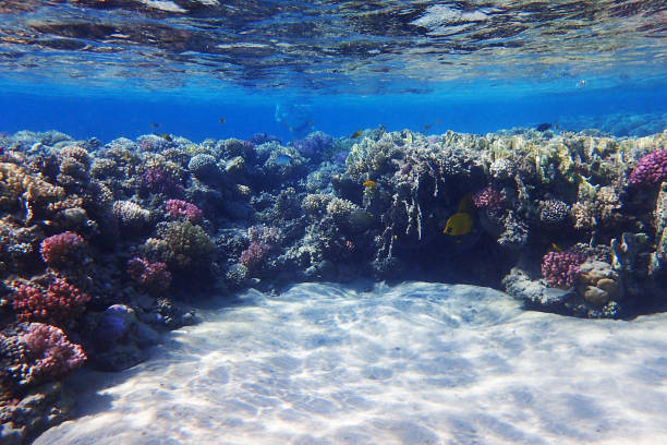 istock coral reef in Egypt, Makadi Bay 1493391148