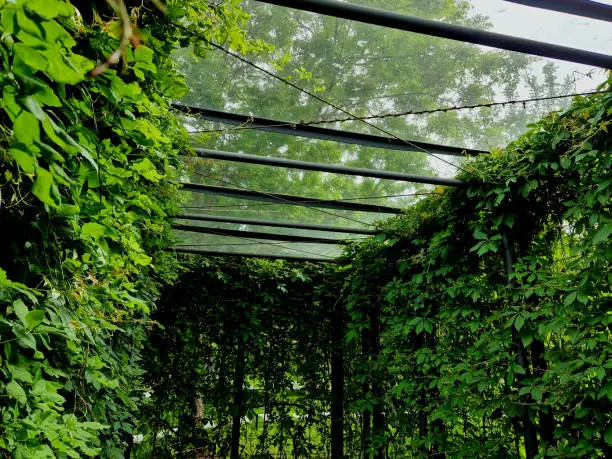 Photo of glass pergola roof. the walls are overgrown with climbing plants. shading and privacy in the metal frame of the garage building. the ceiling is made of glass plates and pipe struts