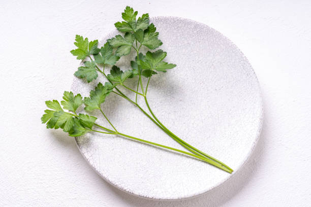 persil italien - flat leaf parsley photos et images de collection