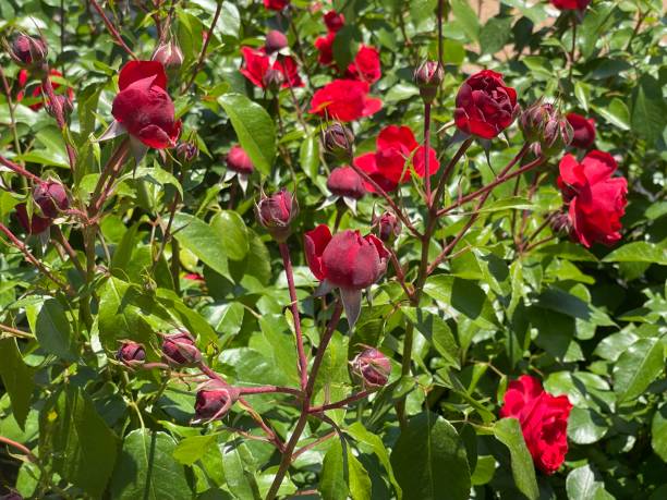 istock Roses and colorful flowers. 1493392556