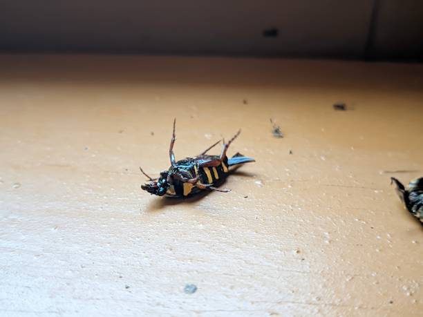 istock Closeup of two dead bee cubs upside down on a brown board 1493392742