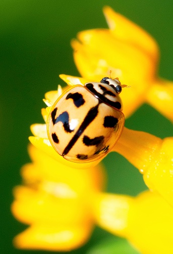 Various macrophotography of large and red with black dots ladybug sitting on a flower of japanese meadowsweet or korean spiraea.