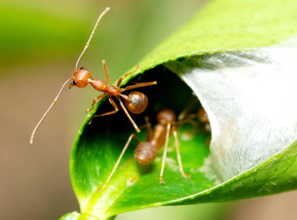 istock At Ant's nest - animal behavior. 1493396386