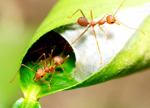istock At Ant's nest - animal behavior. 1493396388
