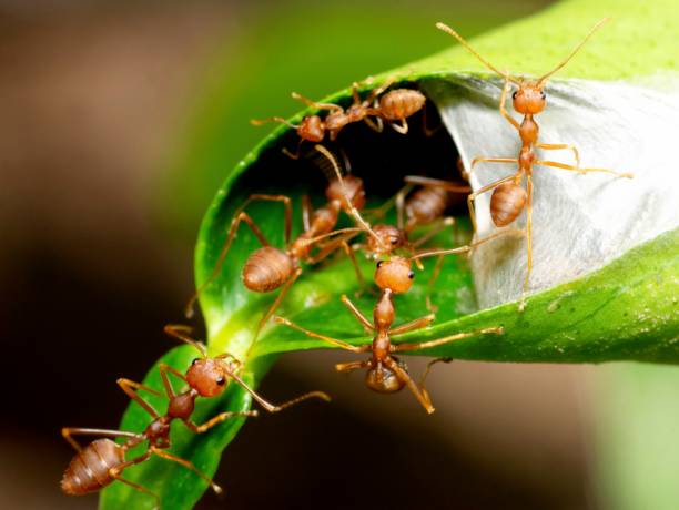 istock At Ant's nest - animal behavior. 1493396416