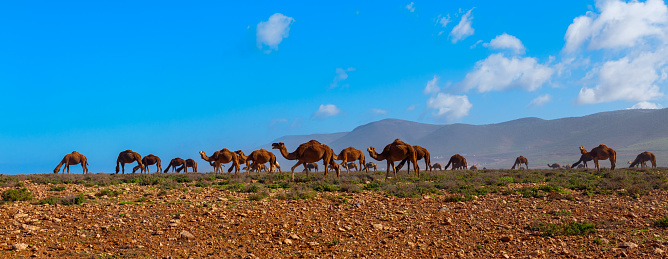 Camel herds in the nature- Morocco