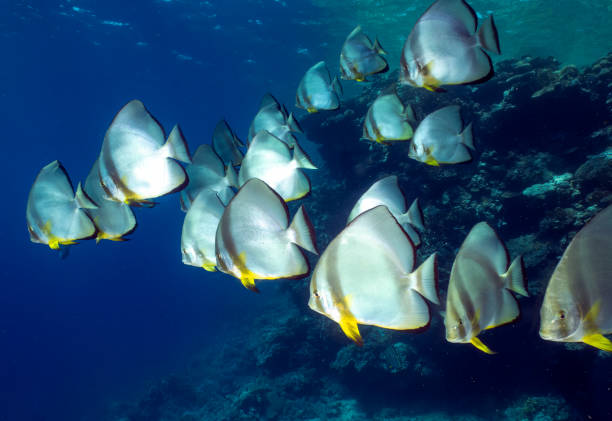 Circular Batfish (Platax orbicularis) in the Red Sea