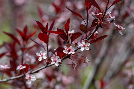 This image shows a close-up texture background of white and red blooming flower blossoms on a purple leaf sand cherry (prunus cistena) bush.