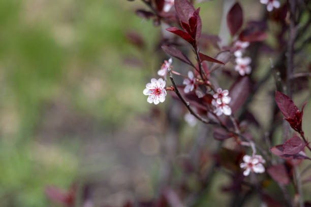 Pretty blossoms on a tree in early Springtime.