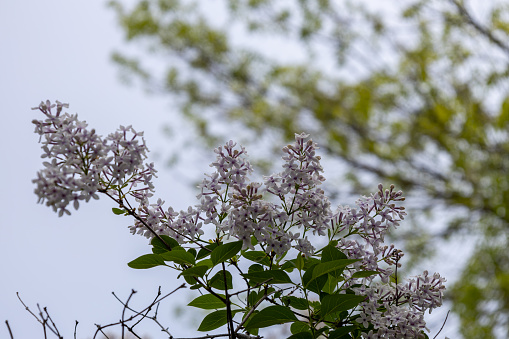 This image shows a close-up view of blooming Chinese lilac (syringa chinensis) flower blossom clusters.