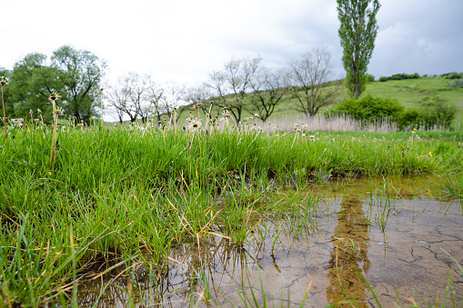 Beautiful swamp in Erzurum, TrkiyeSwamps near the city. These swamps are an important refuge for biodiversity.