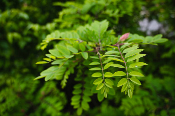 Acacia Tree, Blossom, Flower, White Color