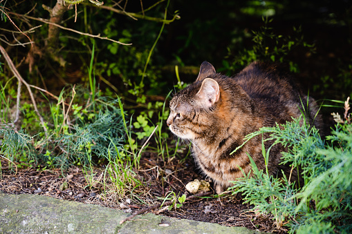 Young striped cat exploring in Hallstatt in Austria