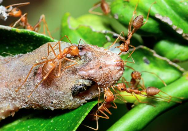 istock Ants carrying Lizard to nest - animal behavior. 1493400713