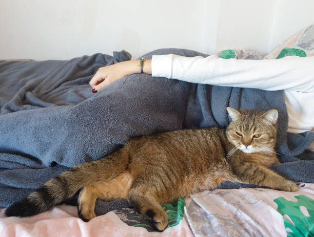 Cat and girl relaxing on bed stock photo